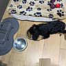 Ziggy a rejoint le concours — aidez-le/la à gagner de superbes lots ! dog, puppy, food_bowl, water_bowl, dog_bed, paw_print, toy, wooden_floor, indoor, pet, feeding, black_dog, tan_dog, small_dog, animal, cozy, home, shadow, floor, cute