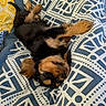 Ziggy a rejoint le concours — aidez-le/la à gagner de superbes lots ! puppy, dog, sleeping, blanket, patterned_blanket, blue, white, yellow, fur, cute, pet, relaxed, cozy, indoors, resting, animal, small, ears, paws, napping