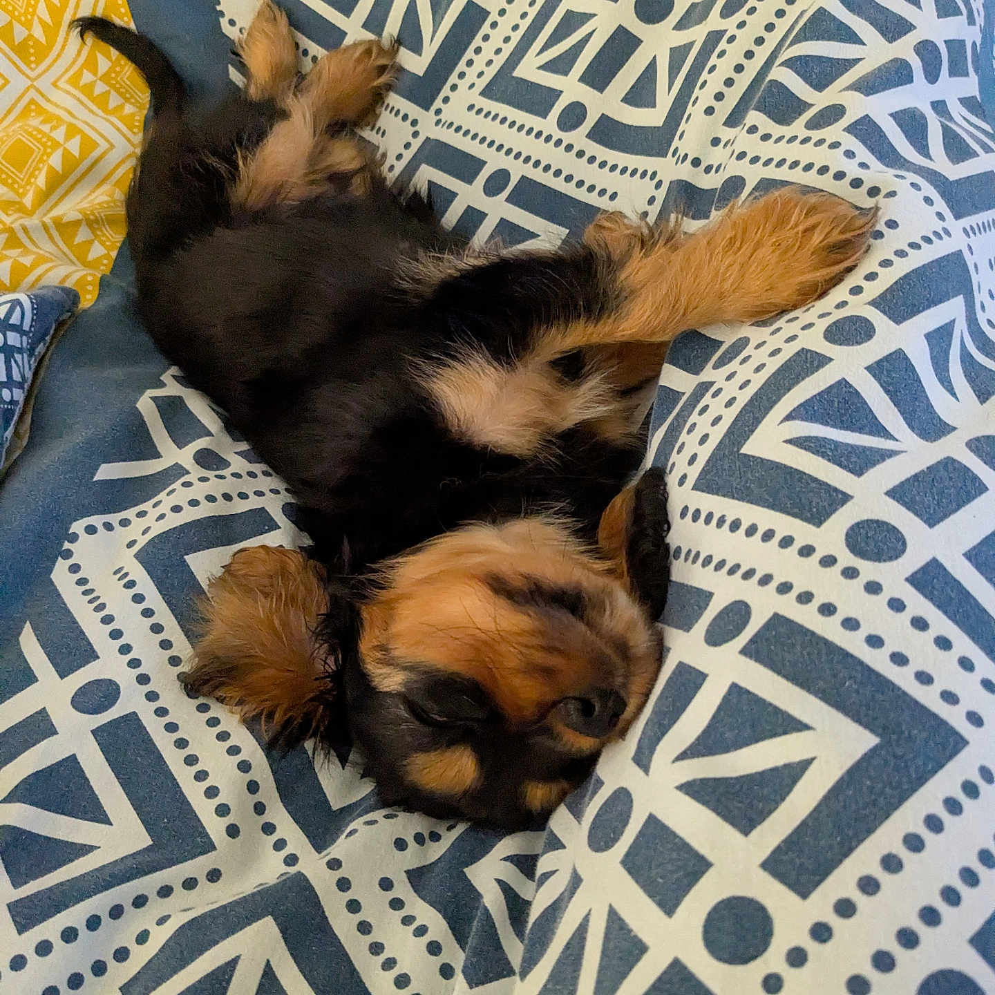 Ziggy a rejoint le concours — aidez-le/la à gagner de superbes lots ! puppy, dog, sleeping, blanket, patterned_blanket, blue, white, yellow, fur, cute, pet, relaxed, cozy, indoors, resting, animal, small, ears, paws, napping