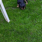 Ziggy participe au concours pour gagner de l'argent avec cette photo : puppy, dog, grass, green, outdoor, pet, young, sniffing, black, brown, curious, nature, backyard, canine, animal, small, playing, lawn, summer, daylight