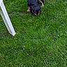 puppy, dog, grass, green, outdoor, pet, young, sniffing, black, brown, curious, nature, backyard, canine, animal, small, playing, lawn, summer, daylight