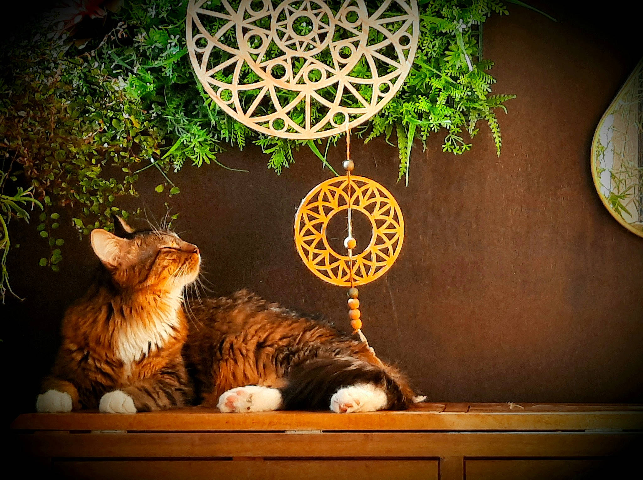 Coton participe au concours pour gagner de l'argent avec cette photo : carnivore, cat, circle, entertainment, event, felidae, font, grass, houseplant, light, lighting, organism, performing_arts, plant, small_to_medium_sized_cats, tints_and_shades, tree, whiskers, window, wood