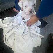 Barni is registered to the contest to win money with this photo: puppy, dog, white, towel, person, hand, floor, mat, indoor, cute, pet, animal, young, small, wrapped, snug, black_nose, calm, curious, holding