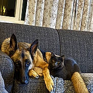 Pebbles is registered to the contest to win money with this photo: dog, cat, couch, indoor, pet, german_shepherd, grey_cat, relaxed, cozy, blanket, window, curtains, furniture, companion, animal, resting, living_room, domestic, tail, friendship