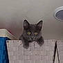 Pebbles is registered to the contest to win money with this photo: cat, kitten, gray_cat, basket, curious, indoor, pet, feline, animal, yellow_eyes, woven_basket, cute, small, young_cat, domestic_cat, looking, resting, head_out, soft_fur, home