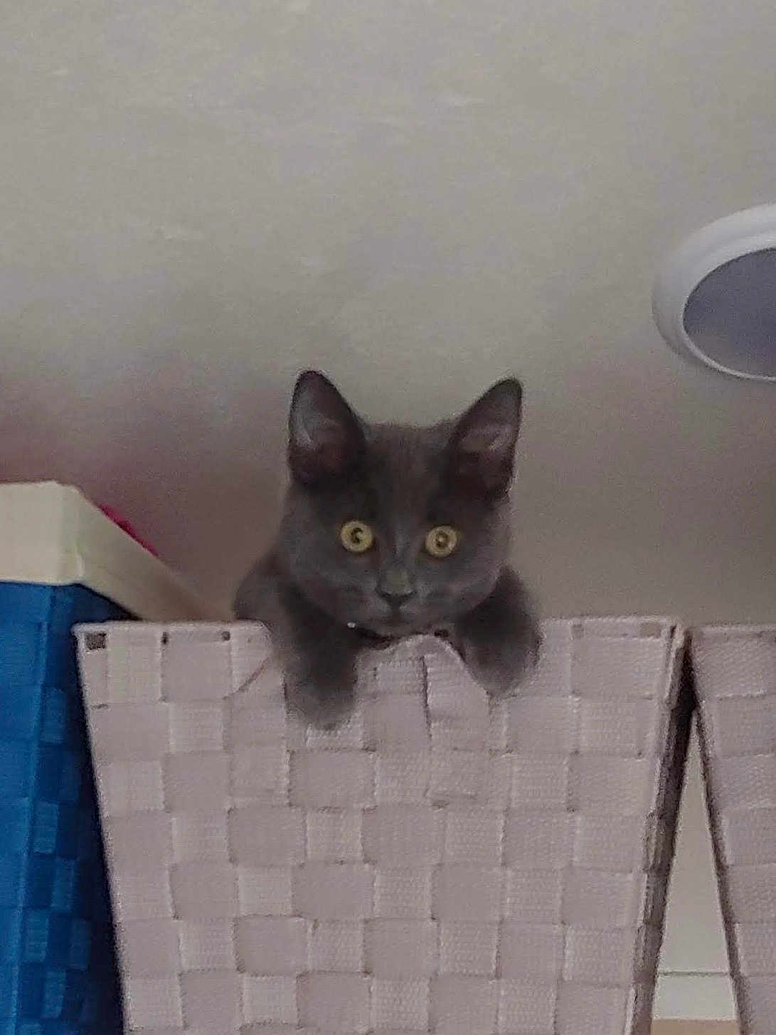 Pebbles is registered to the contest to win money with this photo: cat, kitten, gray_cat, basket, curious, indoor, pet, feline, animal, yellow_eyes, woven_basket, cute, small, young_cat, domestic_cat, looking, resting, head_out, soft_fur, home