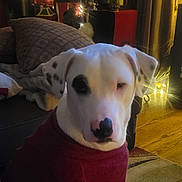 Onyx joined the competition — help win amazing prizes! dog, white_dog, sweater, burgundy_sweater, heart_shaped_nose, nose_spot, eye_patch, spotted_ear, couch, pillow, blanket, christmas_lights, holiday_decor, living_room, wooden_floor, rug, indoor, pet_portrait, cozy_lighting, festive