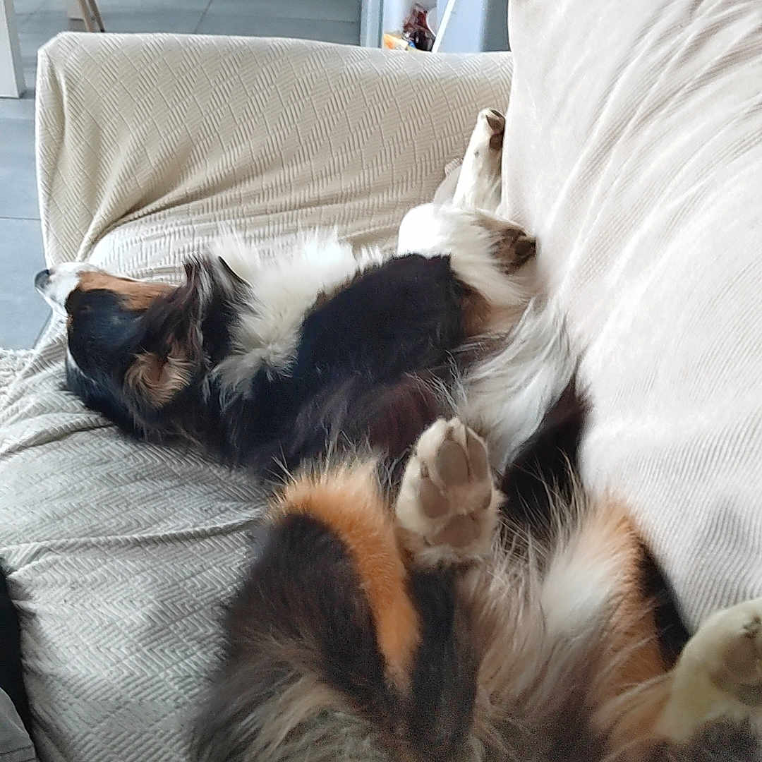 Vanille a rejoint le concours — aidez-le/la à gagner de superbes lots ! accessories, animal, architecture, bag, bed, building, canine, cat, chair, couch, cushion, dog, furniture, handbag, homedecor, indoors, linen, livingroom, pet, room