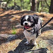 Champion is registered to the contest to win money with this photo: dog, small_dog, shih_tzu, pet, forest, outdoors, nature, trees, rocks, lichen, pine_needles, leash, collar, tongue_out, standing, portrait, animal, sunlight, woodland, happy