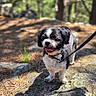 dog, small_dog, shih_tzu, pet, forest, outdoors, nature, trees, rocks, lichen, pine_needles, leash, collar, tongue_out, standing, portrait, animal, sunlight, woodland, happy