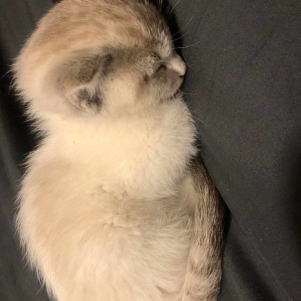 Shadow joined the competition — help win amazing prizes! angora, animal, cat, clothing, fur, kitten, manx, person, pet, siamese, sleeping, snout