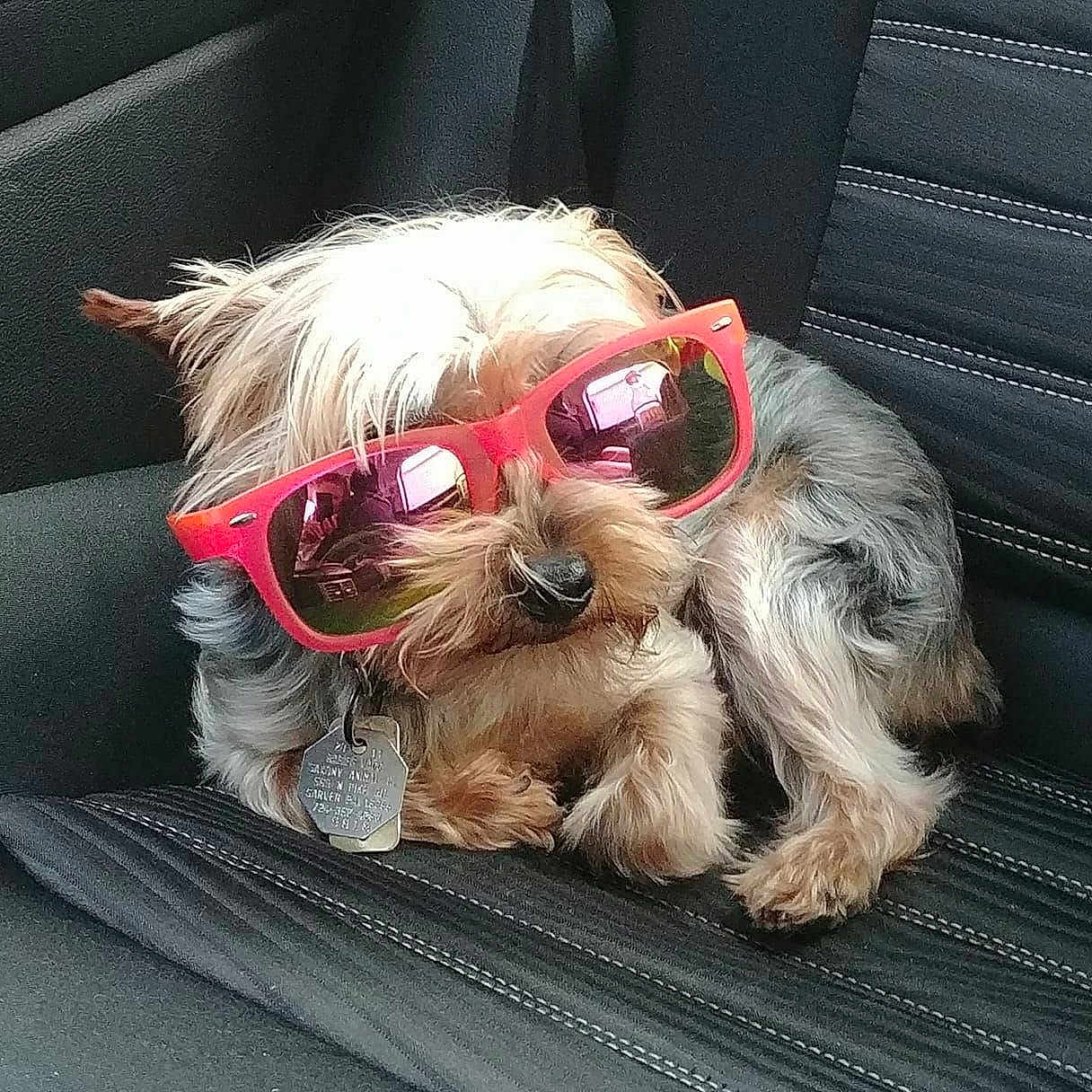 Gabby is registered to the contest to win money with this photo: canidae, carnivore, companion_dog, dog, dog_breed, eyewear, glasses, mammal, miniature_schnauzer, morkie, puppy, schnoodle, small_terrier, snout, sporting_group, sunglasses, terrier, toy_dog, vision_care, yorkshire_terrier