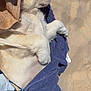 Toby participe au concours pour gagner de l'argent avec cette photo : puppy, dog, white_fur, beach, sand, towel, blue_towel, burlap_bag, relaxing, sunny, outdoor, pet, cute, sleeping, animal, paw, summer, vacation, leisure, resting