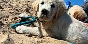 Toby participe au concours pour gagner de l'argent avec cette photo : puppy, dog, golden_retriever, sand, beach, blue_sky, rope_toy, animal, pet, outdoor, sunny, cute, lying_down, fur, playful, canine, nature, young_animal, grass, person