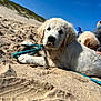 puppy, dog, golden_retriever, sand, beach, blue_sky, rope_toy, animal, pet, outdoor, sunny, cute, lying_down, fur, playful, canine, nature, young_animal, grass, person