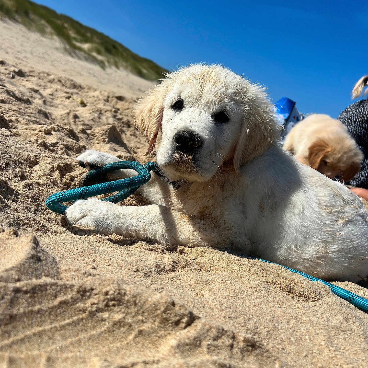 Toby participe au concours pour gagner de l'argent avec cette photo : animal, beach, blue_sky, canine, cute, dog, fur, golden_retriever, grass, lying_down, nature, outdoor, person, pet, playful, puppy, rope_toy, sand, sunny, young_animal