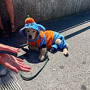 Toby a rejoint le concours — aidez-le/la à gagner de superbes lots ! puppy, dog, costume, blue, orange, pavement, leash, shadow, person, hand, legs, outdoor, sunlight, concrete, cute, pet, animal, sitting, footwear, wall