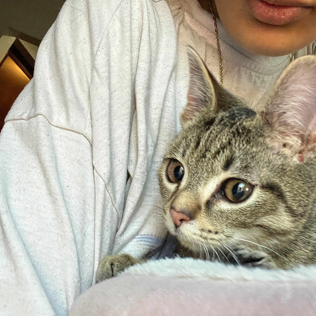 Mimi joined the competition — help win amazing prizes! abyssinian, animal, bed, blanket, cat, clothing, couch, face, furniture, hardwood, head, homedecor, kitten, knitwear, linen, manx, person, pet, sweater, wood
