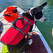 Emmett joined the competition — help win amazing prizes! dog, life_jacket, paddleboard, water, outdoor, pet, black_and_white, red, reflection, summer, lake, adventure, canine, animal, sitting, sunlight, nature, recreation, water_sport, leash