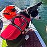 dog, life_jacket, paddleboard, water, outdoor, pet, black_and_white, red, reflection, summer, lake, adventure, canine, animal, sitting, sunlight, nature, recreation, water_sport, leash