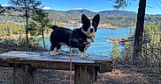 Emmett joined the competition — help win amazing prizes! dog, bench, outdoor, nature, lake, forest, tree, hiking, sky, leash, harness, mountain, animal, landscape, scenic, pet, canine, daytime, wood, travel