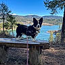 dog, bench, outdoor, nature, lake, forest, tree, hiking, sky, leash, harness, mountain, animal, landscape, scenic, pet, canine, daytime, wood, travel