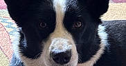 Emmett is registered to the contest to win money with this photo: alert, animal, black_and_white, canine, carpet, close_up, collar, cute, dog, domestic, ears, face, fur, indoor, looking_at_camera, pet, portrait, sitting, tag, whiskers