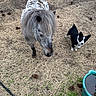 pony, dog, animal, outdoor, straw, pinecones, water_trough, black_and_white, curious, grass, hooves, ears, nature, pet, small_pony, farm, canine, mammal, fence, daylight