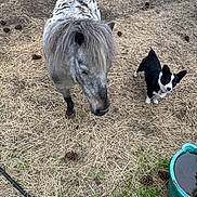 Emmett is registered to the contest to win money with this photo: animal, black_and_white_dog, brown, canine, curious, dog, domestic_animal, farm, grass, grassland, green, hoofed_animal, nature, outdoor, pet, pinecones, pony, rural, speckled_pony, water_trough