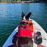 dog, life_jacket, paddleboard, lake, water, outdoor, nature, trees, sky, clouds, bridge, sunny, summer, pet, animal, recreation, calm, adventure, vacation, water_sport