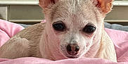 Khloe is registered to the contest to win money with this photo: chihuahua, dog, pet, small_dog, blanket, pink, indoor, ears, cute, animal, companion, closeup, face, fur, resting, lying_down, cozy, domestic, cute_pet, watching