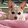 chihuahua, dog, pet, small_dog, blanket, pink, indoor, ears, cute, animal, companion, closeup, face, fur, resting, lying_down, cozy, domestic, cute_pet, watching