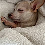 Khloe is registered to the contest to win money with this photo: dog, chihuahua, sleeping, blanket, cozy, fur, pet, cute, animal, snuggled, resting, soft, white, ears, paw, closeup, indoors, relaxing, small, peaceful