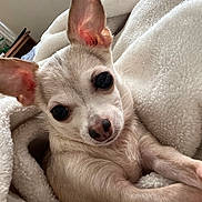 Khloe joined the competition — help win amazing prizes! chihuahua, puppy, dog, blanket, white, fluffy, cute, pet, snuggled, ears, face, fur, animal, indoor, cozy, small, young, cute_pet, friendly, looking