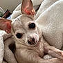 chihuahua, puppy, dog, blanket, white, fluffy, cute, pet, snuggled, ears, face, fur, animal, indoor, cozy, small, young, cute_pet, friendly, looking