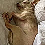 Khloe joined the competition — help win amazing prizes! dog, sleeping, tan_dog, small_dog, curled_up, blanket, white_blanket, cozy, pet, indoor, resting, fur, cute, relaxed, animal, paw, snout, ears, bed, soft