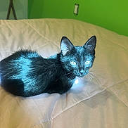 Onyx joined the competition — help win amazing prizes! animal, bed, black_cat, cat, cozy, cute, domestic_animal, fur, furniture, green_wall, house, indoor, kitten, mammal, pet, quilt, resting, small_animal, whiskers, young_cat