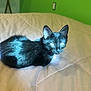 animal, bed, black_cat, cat, cozy, cute, domestic_animal, fur, furniture, green_wall, house, indoor, kitten, mammal, pet, quilt, resting, small_animal, whiskers, young_cat