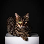 Minou participe au concours pour gagner de l'argent avec cette photo : cat, tabby, green_eyes, animal, pet, feline, portrait, studio, isolated, white_pedestal, black_background, whiskers, ears, paw, fur, stripes, domestic_cat, resting, looking, closeup