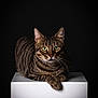 cat, tabby, green_eyes, animal, pet, feline, portrait, studio, isolated, white_pedestal, black_background, whiskers, ears, paw, fur, stripes, domestic_cat, resting, looking, closeup