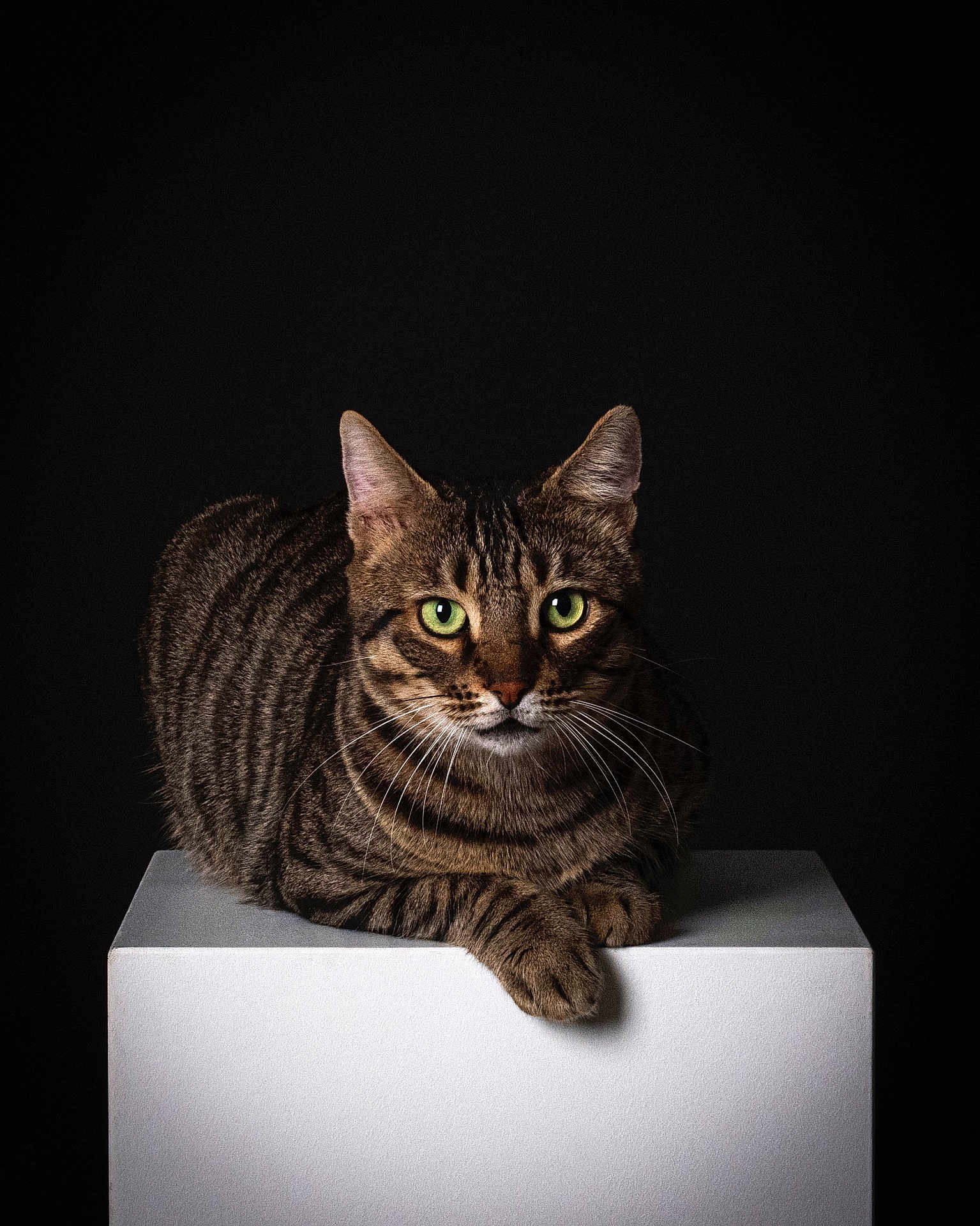 Minou participe au concours pour gagner de l'argent avec cette photo : cat, tabby, green_eyes, animal, pet, feline, portrait, studio, isolated, white_pedestal, black_background, whiskers, ears, paw, fur, stripes, domestic_cat, resting, looking, closeup