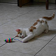 Mowgli a rejoint le concours — aidez-le/la à gagner de superbes lots ! animal, cat, curious, cute, domestic_cat, feline, floor, fun, indoor, kitten, orange_cat, paw, pet, playing, stretching, tail, tile_floor, toy_mouse, white_cat, young_cat