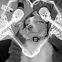 Reba is registered to the contest to win money with this photo: arm, artistic, black_and_white, collar, cozy, cute, digital_overlay, dog, floor, funny, heart_shape, indoors, lap, person, pet, phone, resting, rug, skeleton, sleeping