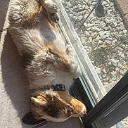 Reba is registered to the contest to win money with this photo: brown_and_white, canine, collar, cozy, dog, domestic_animal, fluffy, glass_door, indoor, lying_down, nap, paw, pet, relaxed, resting, shadow, sunbathing, sunlight, tile_floor, window