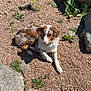 dog, outdoor, rocks, gravel, sunlight, relaxing, nature, plants, boulders, fur, canine, resting, animal, quiet, peaceful, brown_and_white, paw, snout, ear, daytime