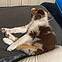 Kyra joined the competition — help win amazing prizes! puppy, dog, sleeping, blanket, pillow, indoor, cozy, fur, brown_and_white, relaxation, resting, animal, pet, bedroom, cute, fluffy, young_dog, lying_down, domestic, comfort