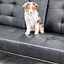 puppy, dog, blue_eyes, leather_couch, indoor, floor, pet, young_dog, sitting, fur, white_fur, brown_fur, collar, cute, animal, domestic_animal, household, companion, fur_texture, relaxed