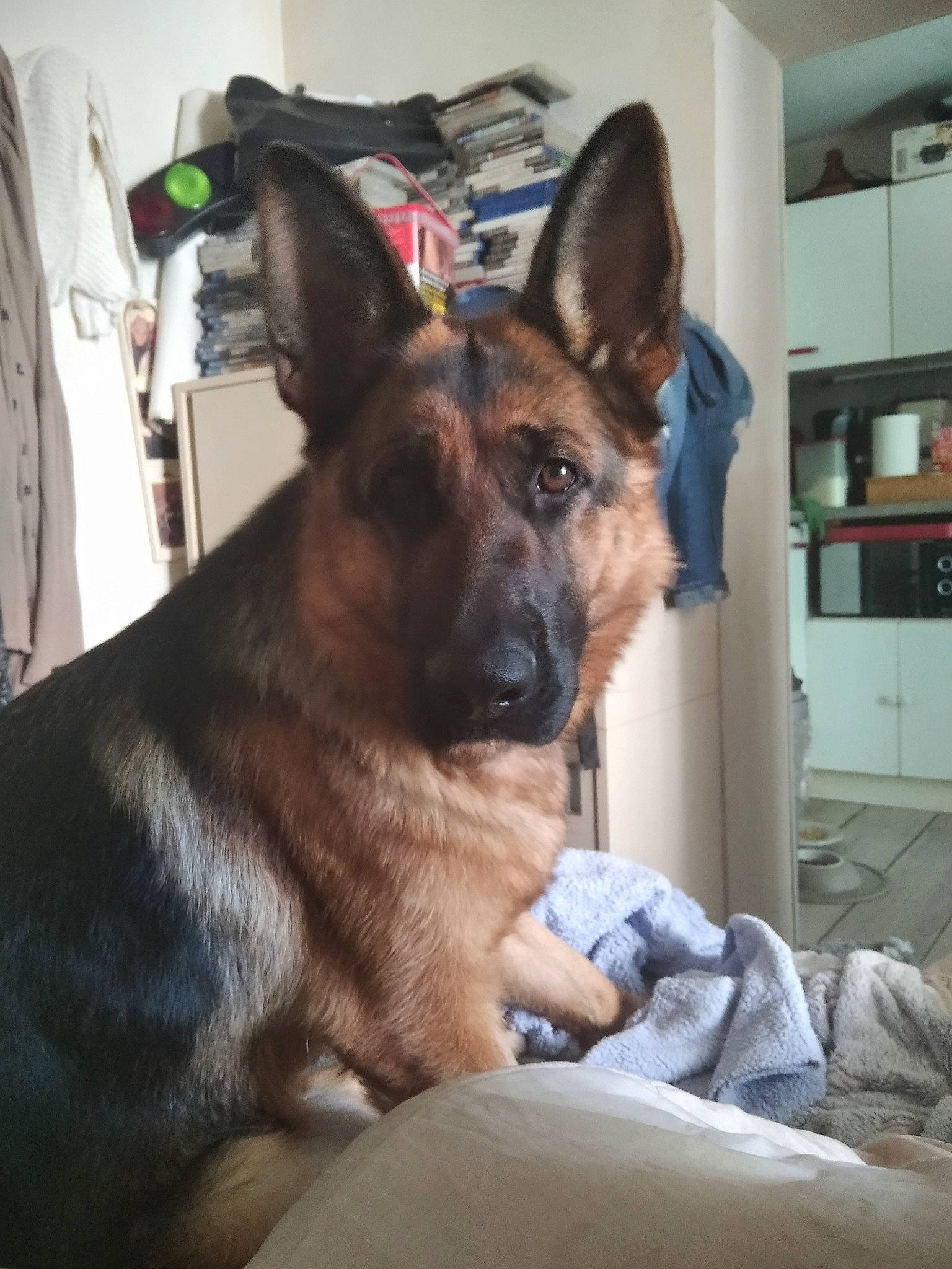 Tania a rejoint le concours — aidez-le/la à gagner de superbes lots ! belgian_shepherd_malinois, carnivore, comfort, companion_dog, dog, dog_breed, ear, east_european_shepherd, fur, german_shepherd_dog, guard_dog, herding_dog, king_shepherd, old_german_shepherd_dog, shelf, snout, sporting_group, whiskers, working_animal, working_dog