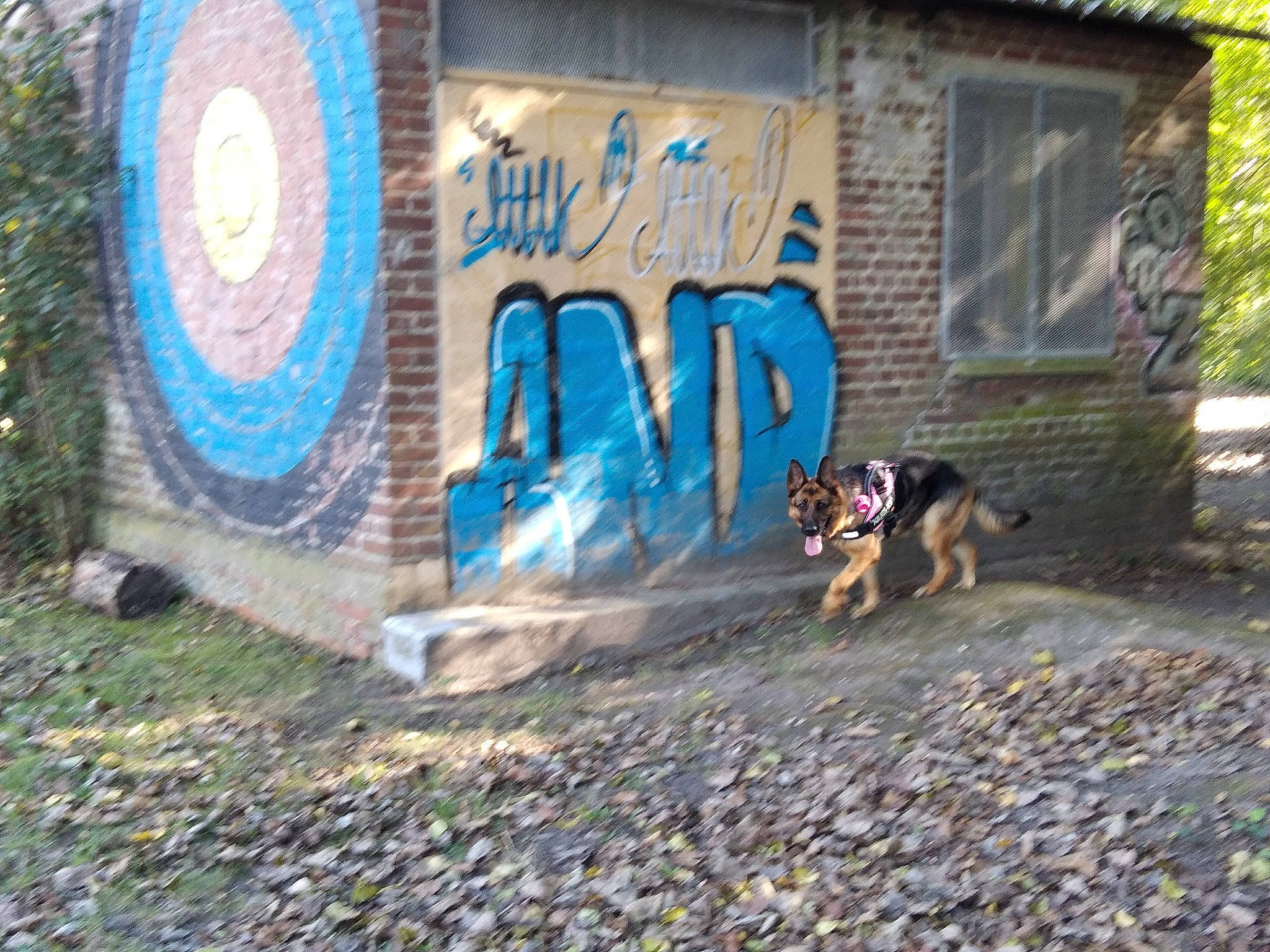 Tania participe au concours pour gagner de l'argent avec cette photo : advertising, art, asphalt, carnivore, dog, dog_breed, font, graffiti, grass, landscape, mural, paint, painting, plant, road, road_surface, soil, sporting_group, tints_and_shades, tree