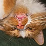 cat, ginger_cat, orange_tabby, feline, whiskers, teeth, tongue, close_up, upside_down, portrait, pet, domestic_cat, fur, nose, pink_nose, half_closed_eyes, sleepy, playful, indoor, muzzle